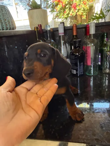 Filhote Dachshund Macho