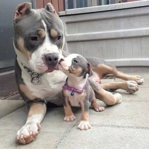 Cachorro