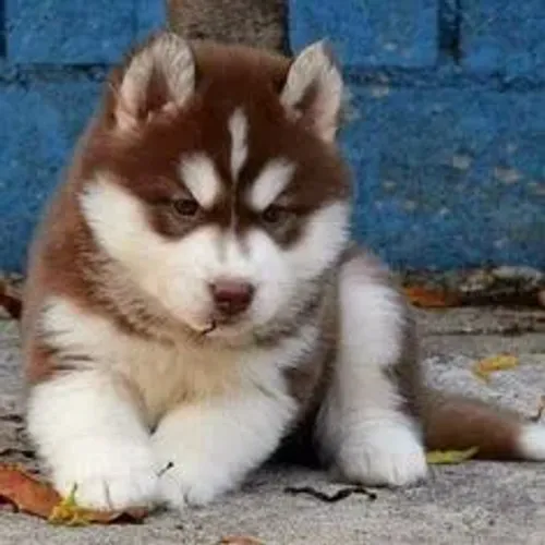 Husky Siberiano 