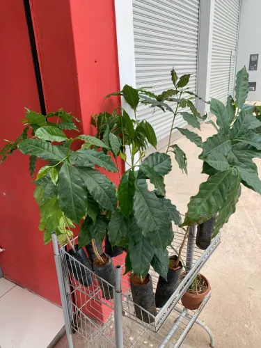 Mudas de café catuaí 