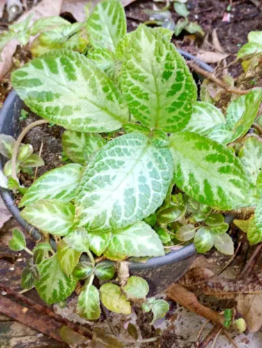 Plantas 