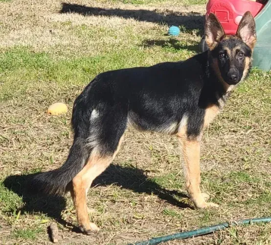 cachorro pastor alemão