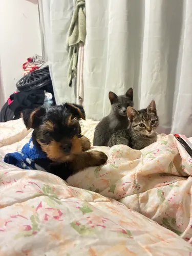 Doa-se 2 gatinhas