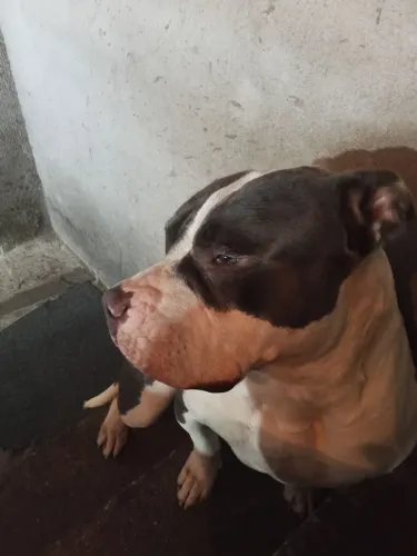 Vendo linda Pit monster