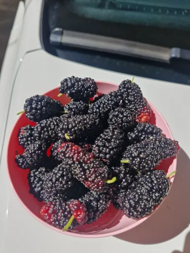 Vendo amoras gigantes congeladas para fazer doces ou geleia
