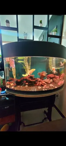 Aquário 100lt - Vidro Curvo