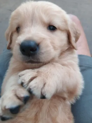 Filhote de Golden Retriever legítimo a Preço Promocional