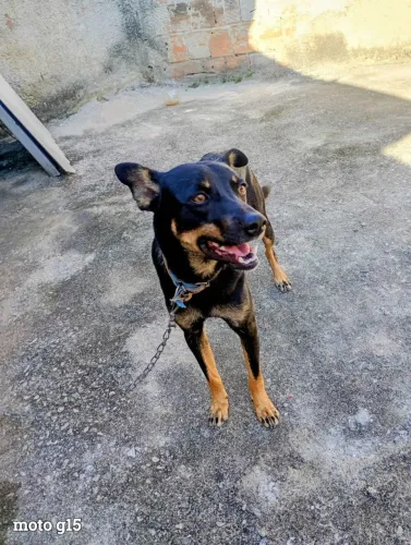 Cachorro Norbet 