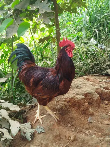Galo Rhodia e galo criscendre