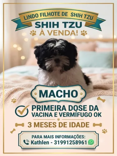 VENDO FILHOTE SHITZU MACHO :)