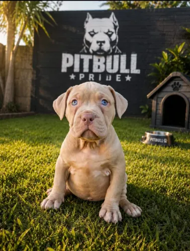 Pitbull Monster 