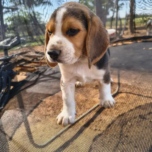 Filhotes beagle 13 polegadas