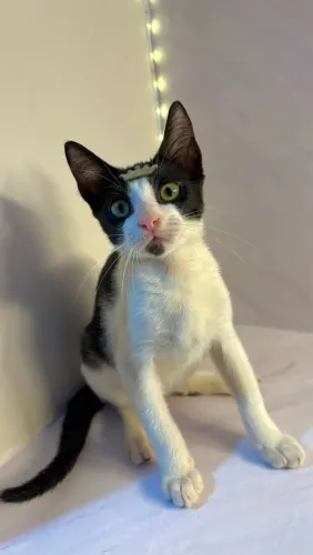 Gato para adoção