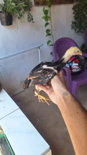 Vendo 4 pintinhos de procedência e boa genética raça mura