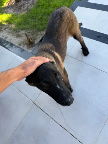 Pastor Belga Malinois - Macho com Pedigree CBKC