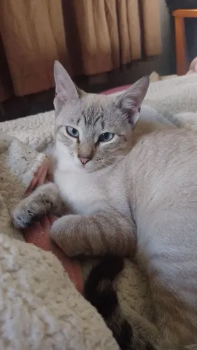 Doação filhote gato macho castrado