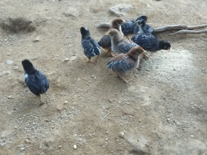Pintinhos