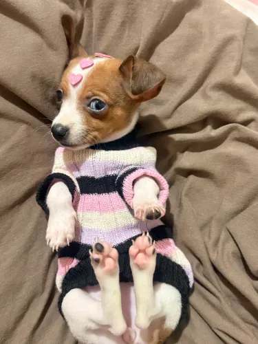 Pinscher fêmea