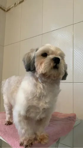 Cachorro lhasa apso 