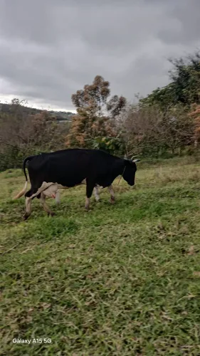 Vaca partida A2 dias 