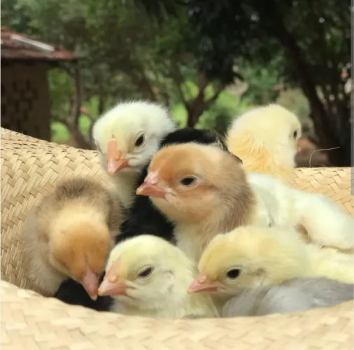 Vendo pintinhos caipira