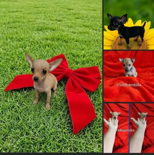 Filhotinhos de pinscher miniatura zerinho. Feminhas e machinho disponíveis 