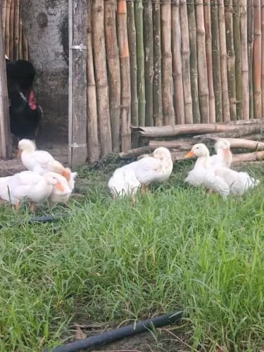 Marrecos de Pequim