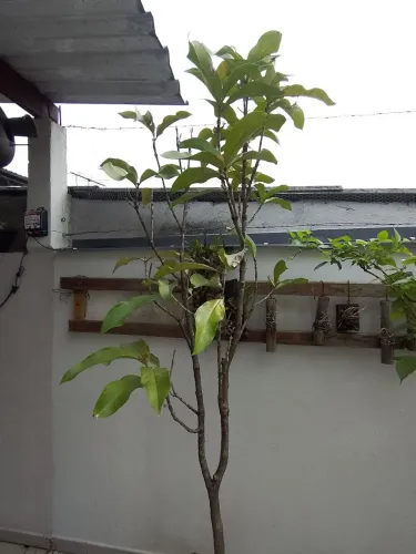 Planta frutífera
