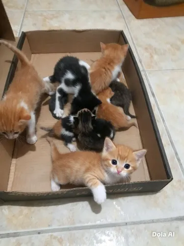 Lindos gatinhos procurando uma família, todos cheios de carinho procurando uma família.