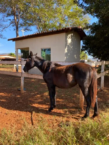 Potra Quarto de Milha Pura