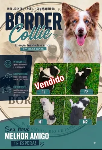 Filhotes de border collie