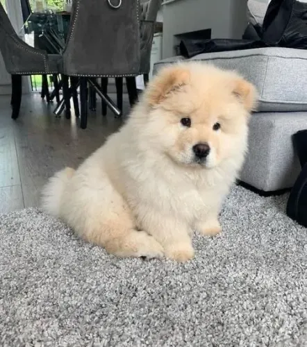 Filhotes De Chow Chow - Lambidas Garantidas E Felicidades Sem Fiz 