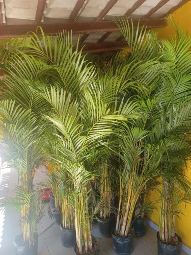 Palmeira areca