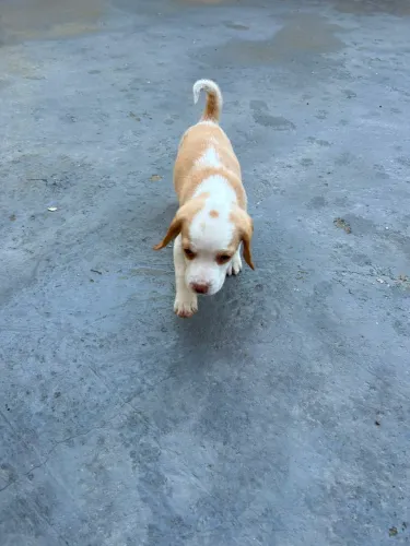 Filhote Fêmea de beagle hoje confira