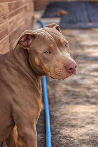 Filhotes American Bully XL / Pitmonster