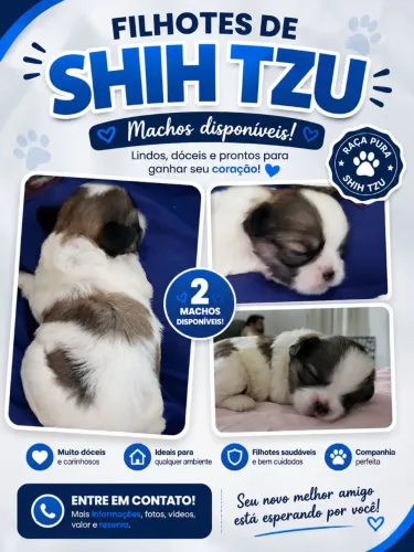 Cão Shitzu