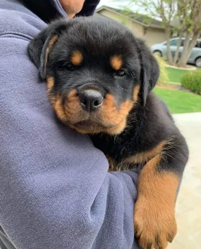 Rottweiler Um Filhotinho Pronto Para Te Acompanhar Em Cada Fase