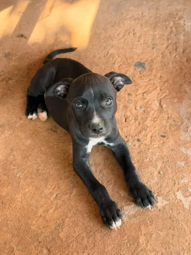 Doação Pitbull Mestiço