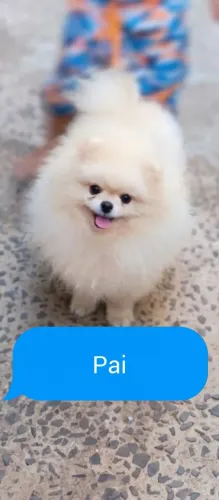 Lindo bebê da raça spitz alemão , macho  Na cor creme    Excelente linhagem e procedência 