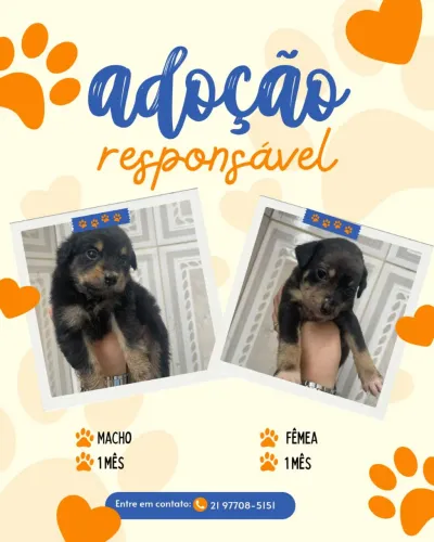 Adoção de filhotes de cachorro.