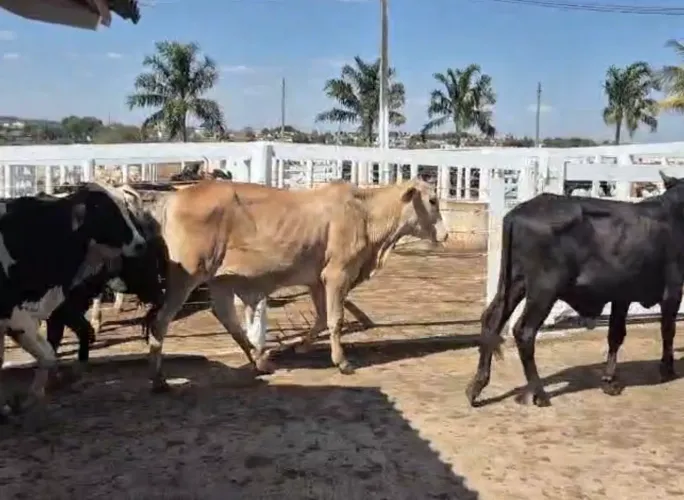 Garrote gado Nelore anelorado 3.700