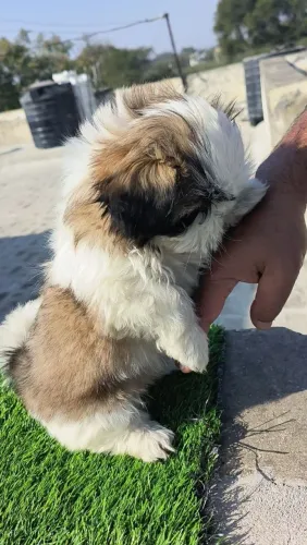 Shih Tzu Doguinho que vai deixar sua casa mais alegre