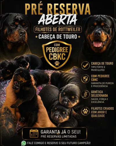 Rottweiler puros CBKC