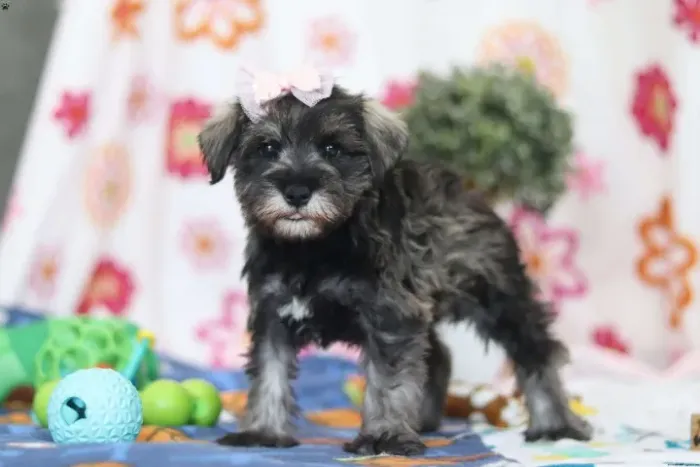 Schnauzer barbudo - cheio de personalidade