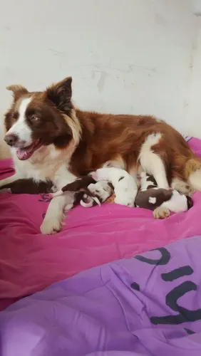 Filhotes de border collie marron/ chocolate e red merle de linhagem pura.