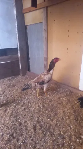 Galinhas mura