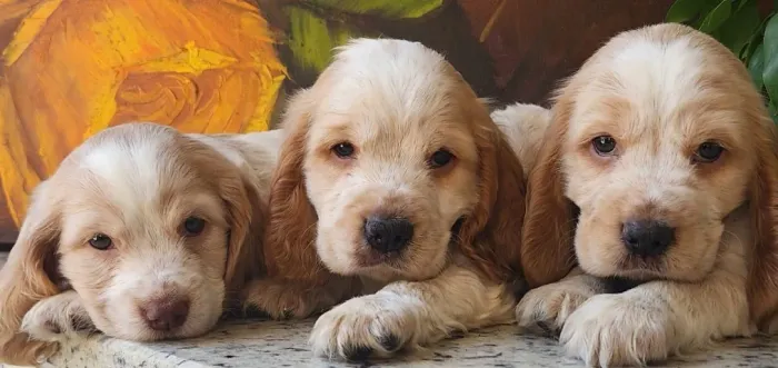 Cocker - De Excelente Linhagem, Com Pedigree, A Pronta Entrega!!!