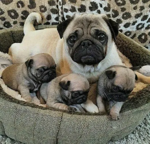 Pug filhote - pronto para um novo lar 