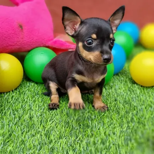 Pinscher disponíveis já pronto entrega além de várias outras raças para vocês 