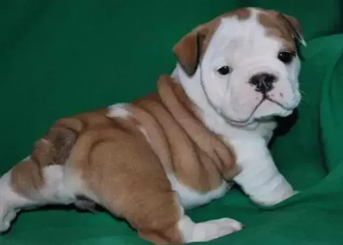 Bulldog Inglês de excelente padrão